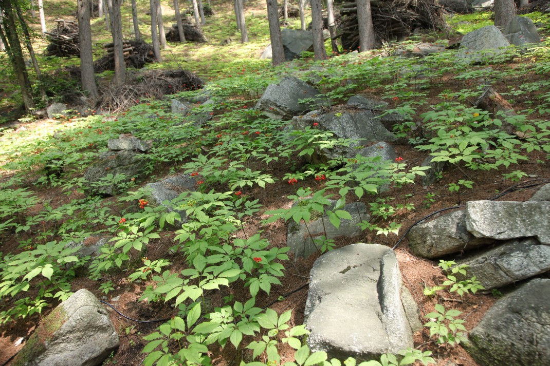 05c92b407f0bf1231026ef133a5b914b_1493342