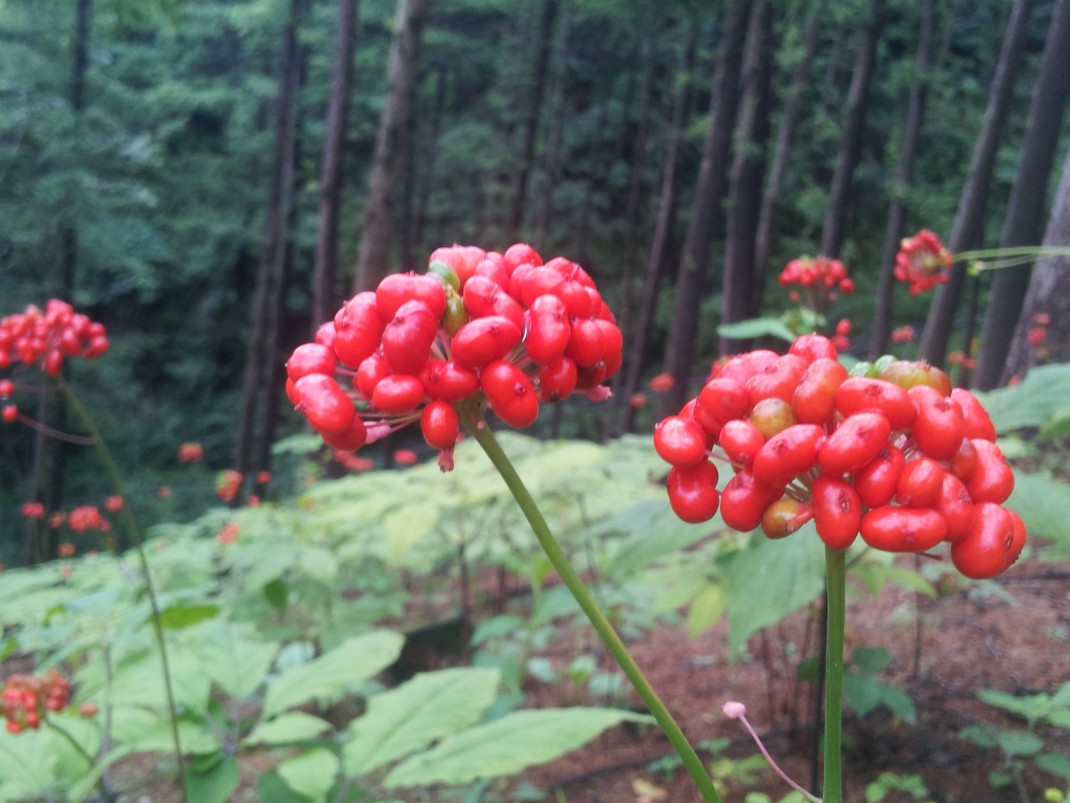 05c92b407f0bf1231026ef133a5b914b_1493342