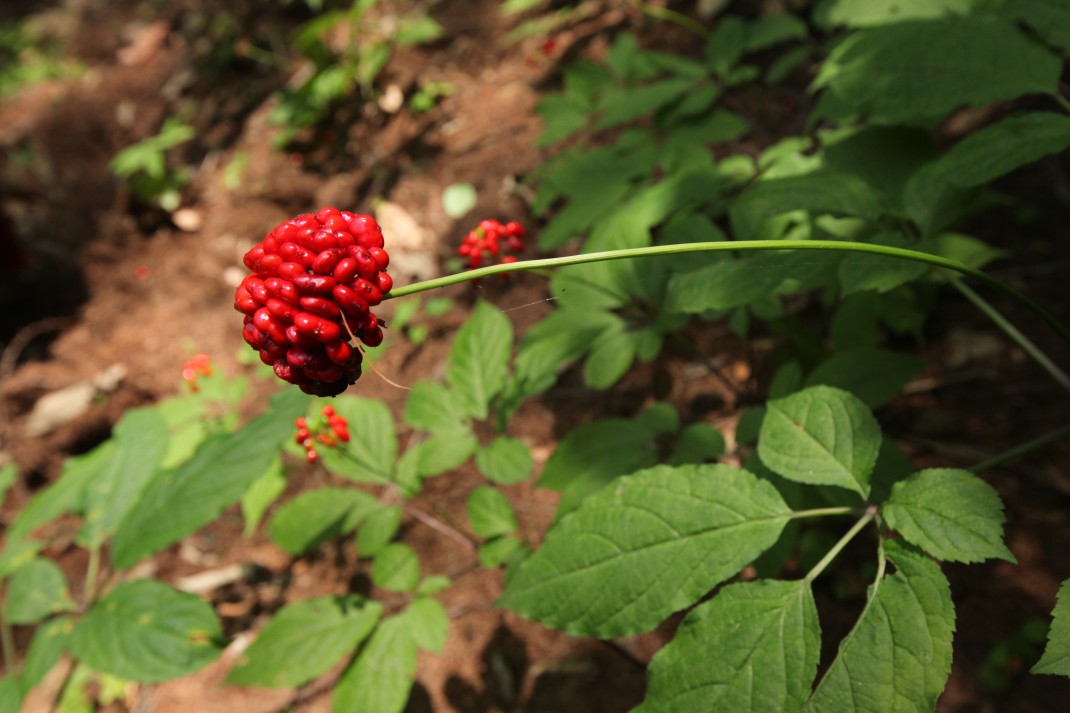 05c92b407f0bf1231026ef133a5b914b_1493344