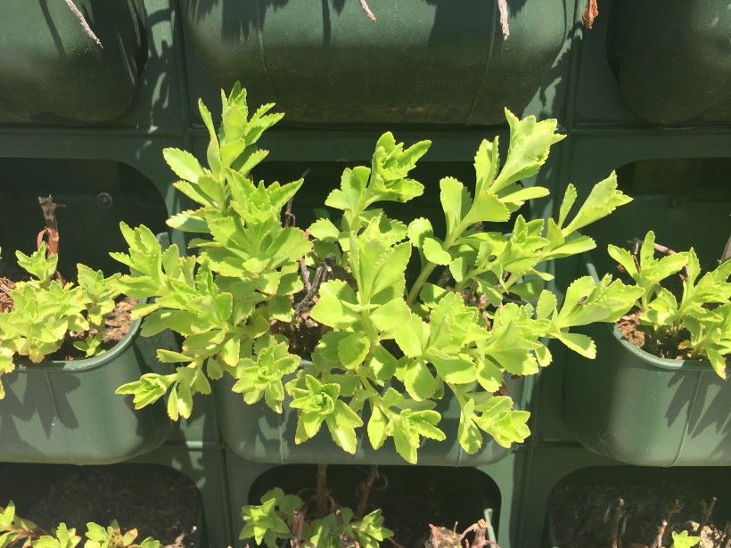 75b8b2addf61e5293ae1f2d214e4ee0e_1493266