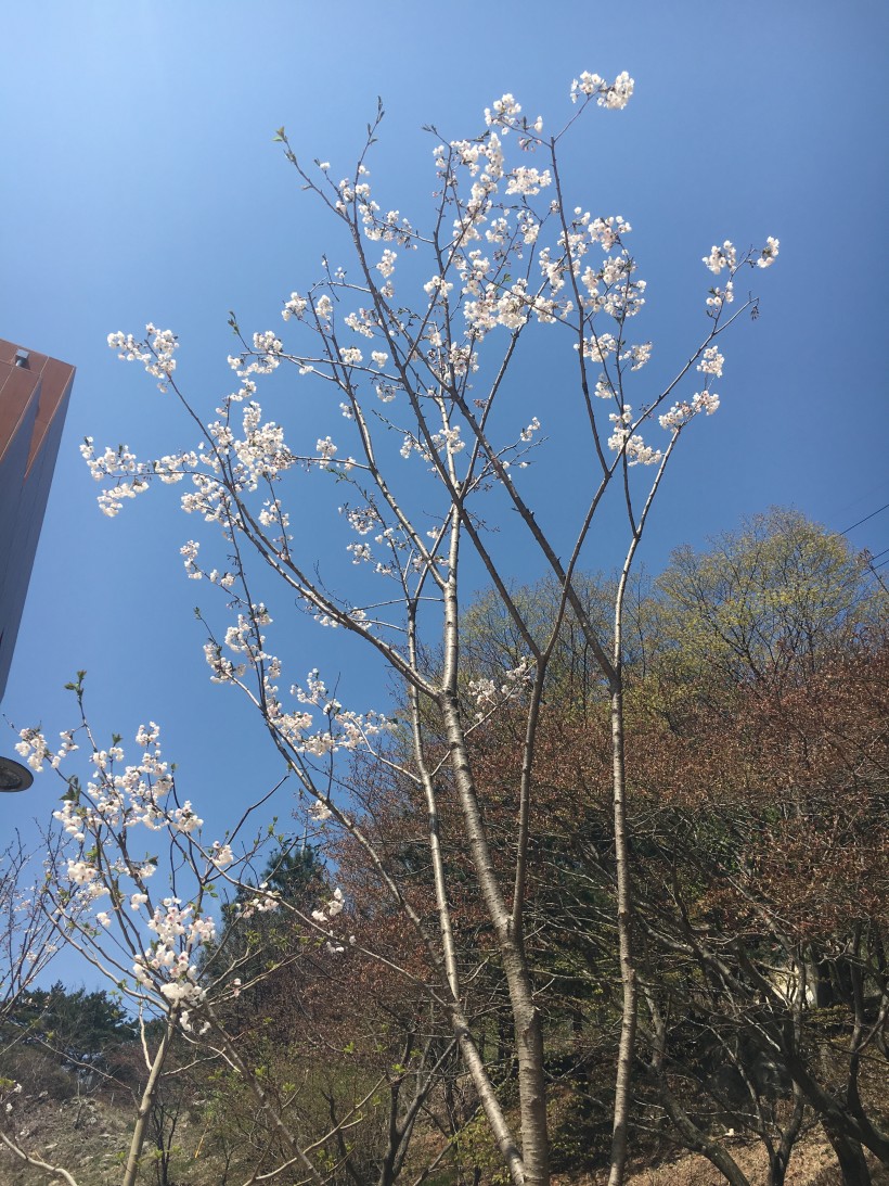 75b8b2addf61e5293ae1f2d214e4ee0e_1493266