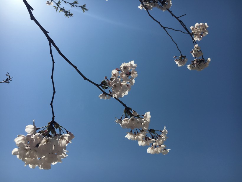 75b8b2addf61e5293ae1f2d214e4ee0e_1493266