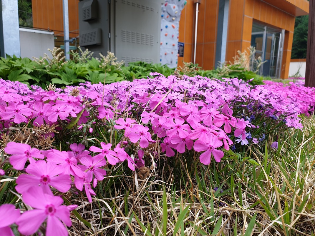 8e7ee187be9160982fbda5802a7b498f_1557882